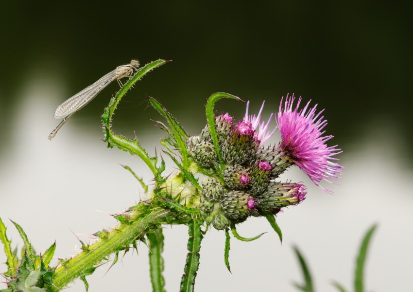 2012-06-07 16-05-36-zygoptera