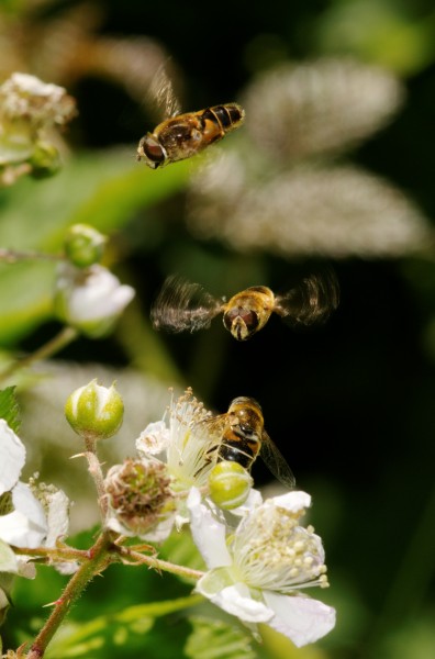2012-06-14 14-53-25-eristalis