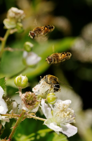 2012-06-14 14-53-41-eristalis