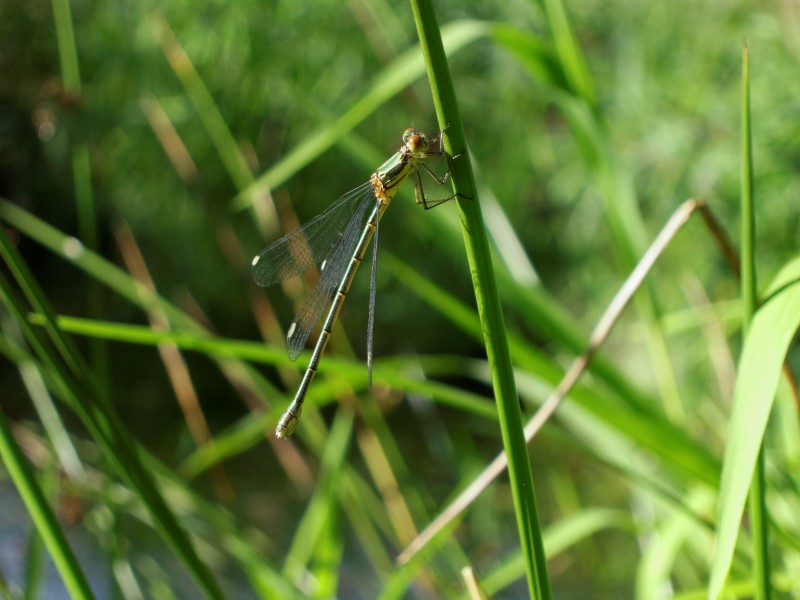 2012-07-17 18-22-11-Chalcolestes viridis