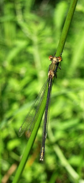 2012-07-17 18-22-42-Chalcolestes viridis