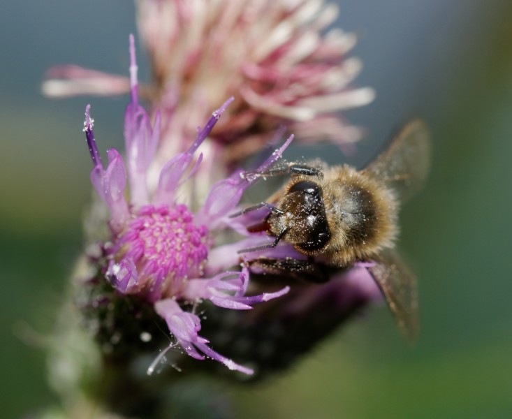 2012-07-25 16-40-52-apis-mellifera
