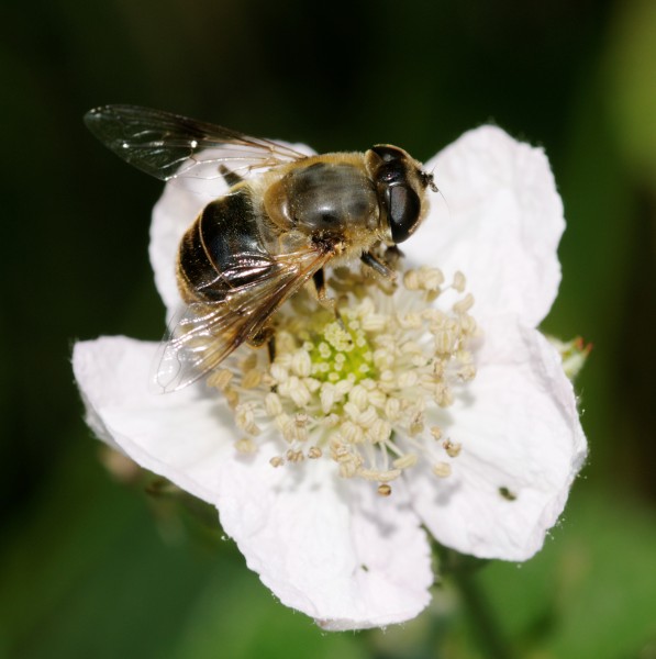 2012-07-25 16-54-32-Syrphidae