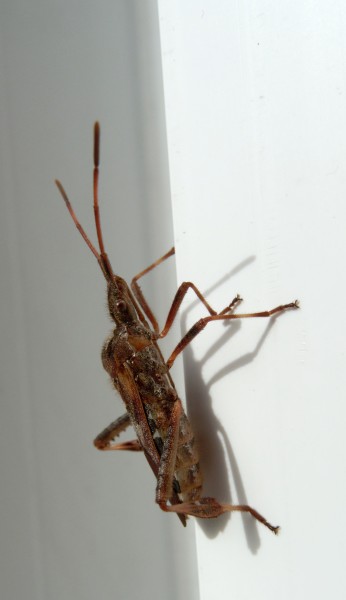 2012-10-20 12-17-43-hemiptera