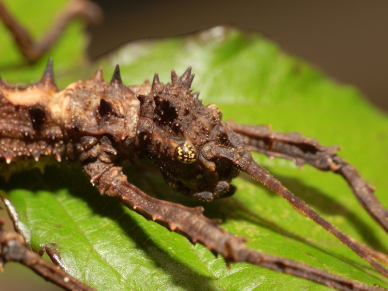 2012-12-05 14-31-28-Aretaon asperrimus