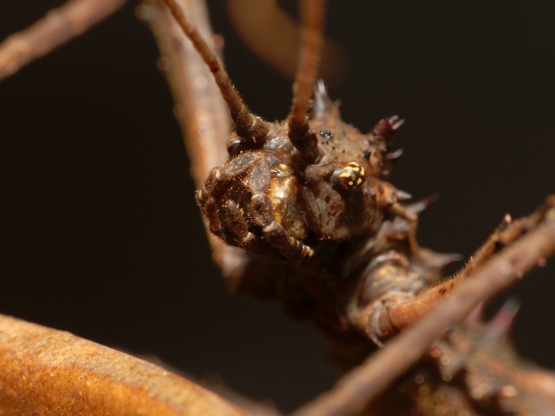 2012-12-05 14-35-08-Aretaon asperrimus