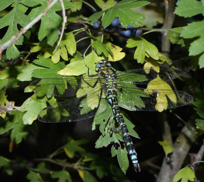 2012.09.22.-48-3-Kreith-Blaugruene Mosaikjungfer-Maennchen