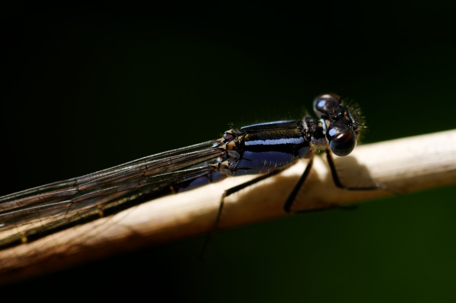 2012-05-10 14-39-59-agrion-elegant