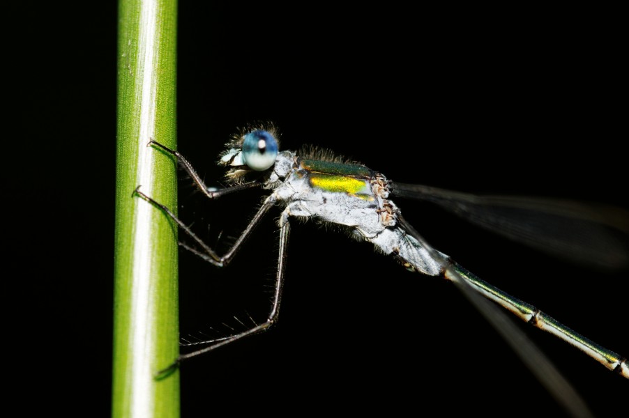 2012-07-25 17-19-25-lestes