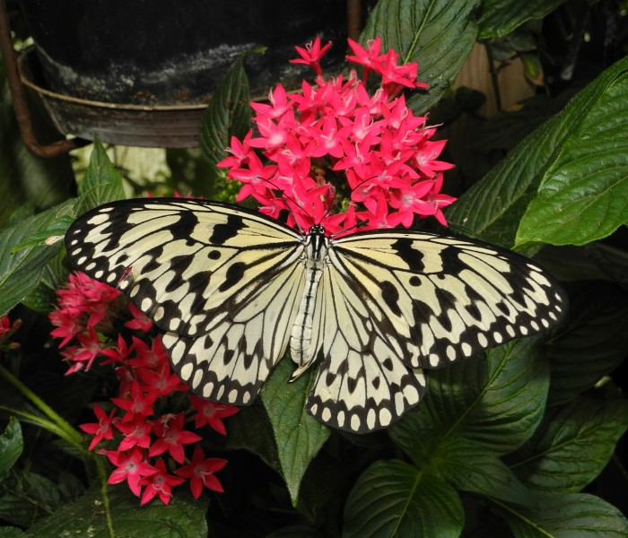 2013-04-30 13-56-22-Idea-leuconoe
