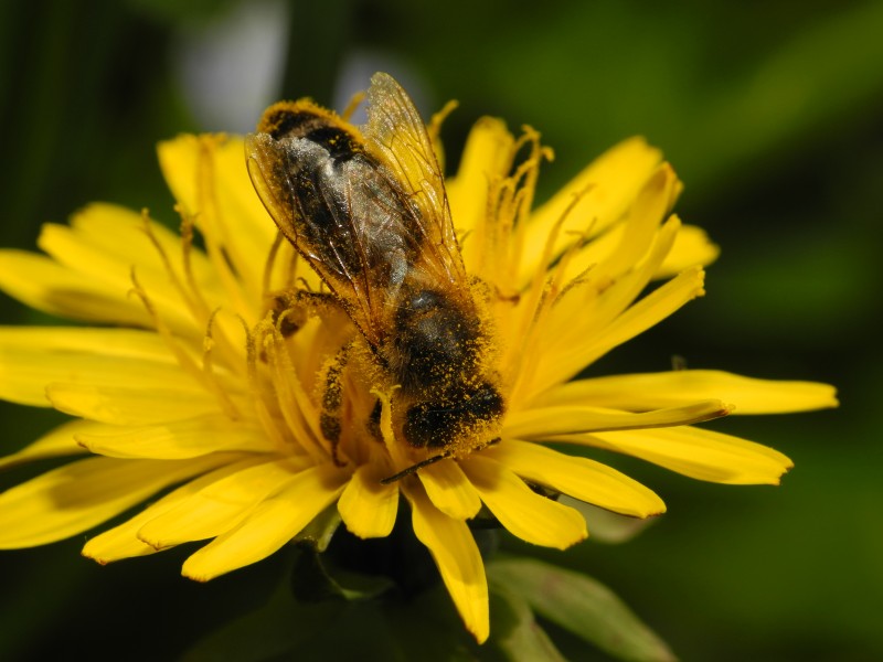 2013-05-05 13-45-55-abeille