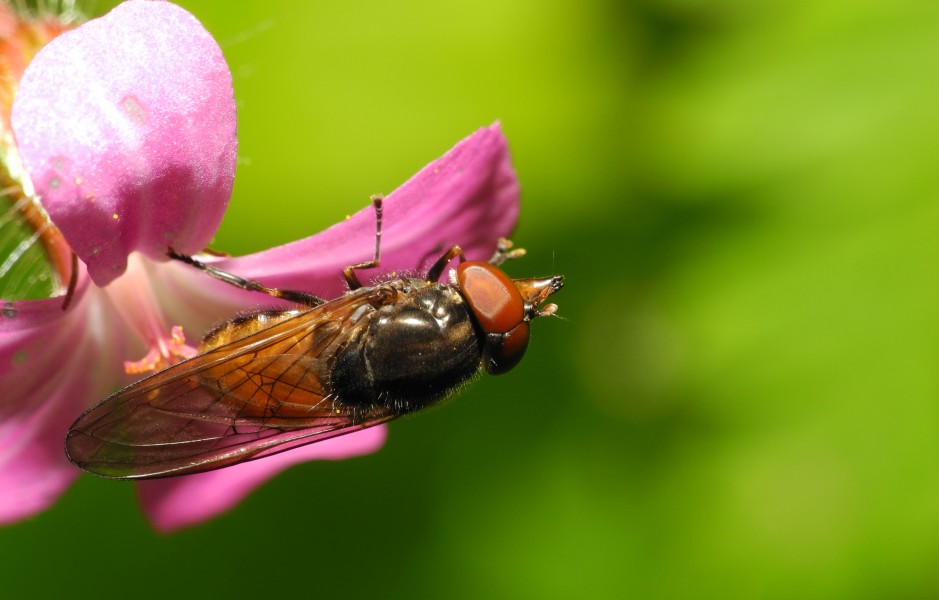 2013-06-02 16-12-32-Rhingia