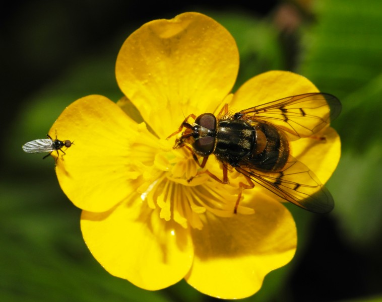 2013-06-02 16-18-07-diptera