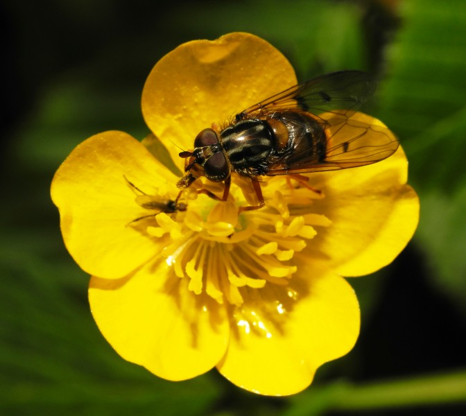 2013-06-02 16-18-19-diptera