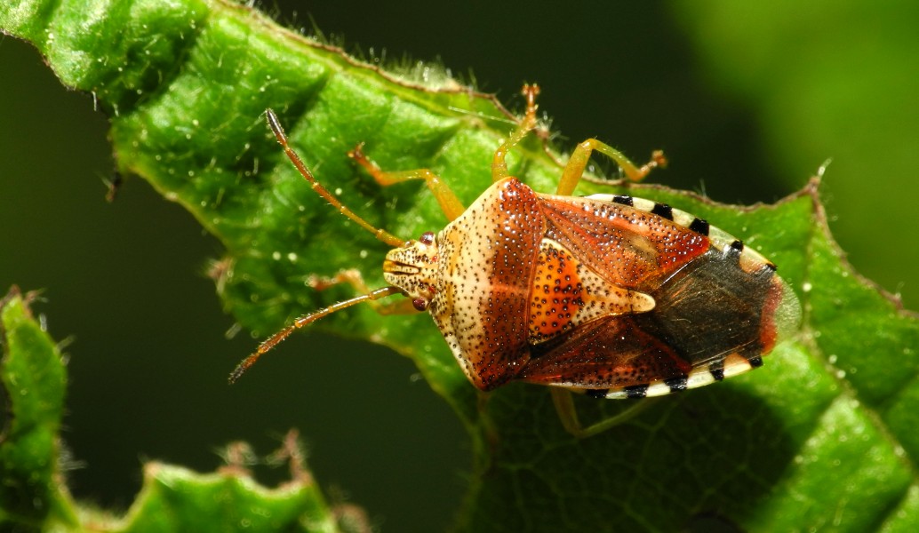 2013-06-04 15-33-34-Hemiptera