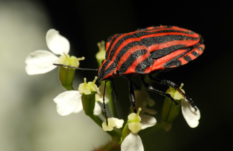 2013-06-07 21-06-46-Graphosoma-italicum