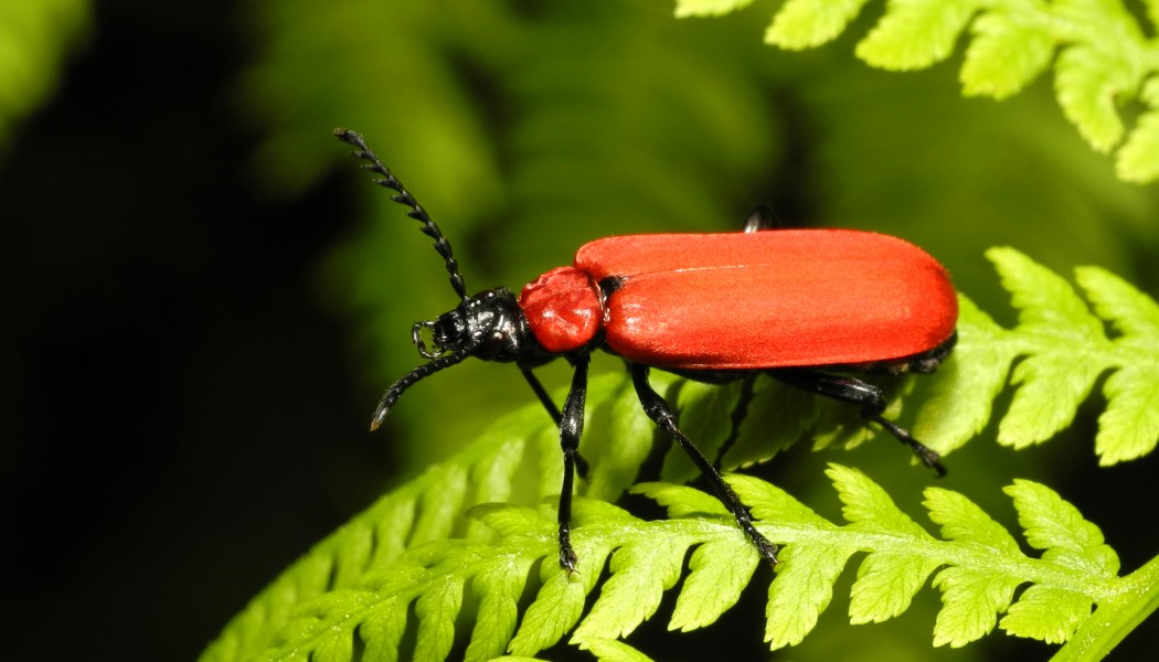 2013-06-09 15-52-03-coleoptera