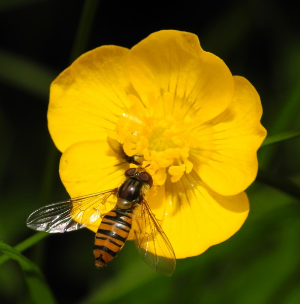 2013-06-09 16-31-13-syrphidae