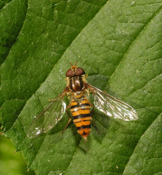 2013-06-21 14-48-16-syrphidae