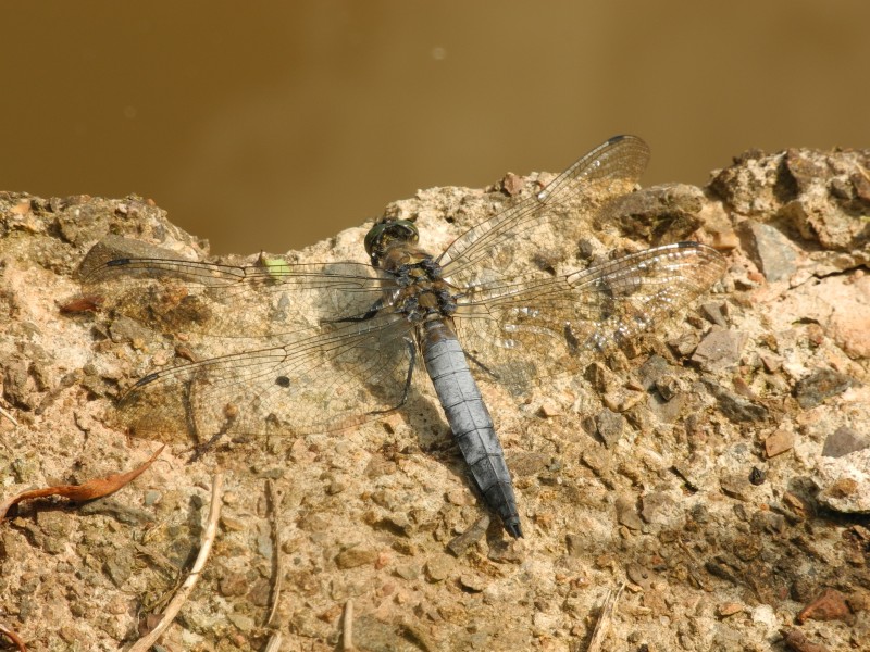 2013-06-21 15-35-32-Orthetrum-cancellatum