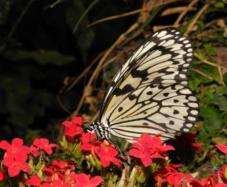 2013-06-23 15-57-28-Idea-leuconoe