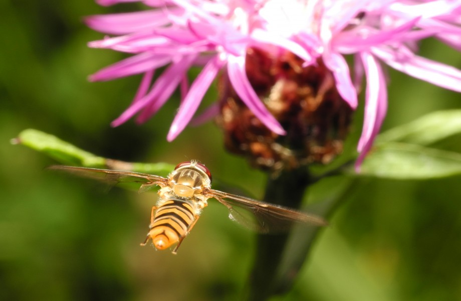2013-07-09 17-37-25-syrphidae
