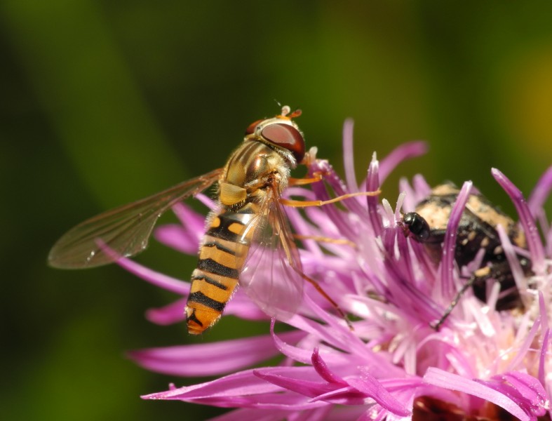 2013-07-09 17-37-45-syrphidae