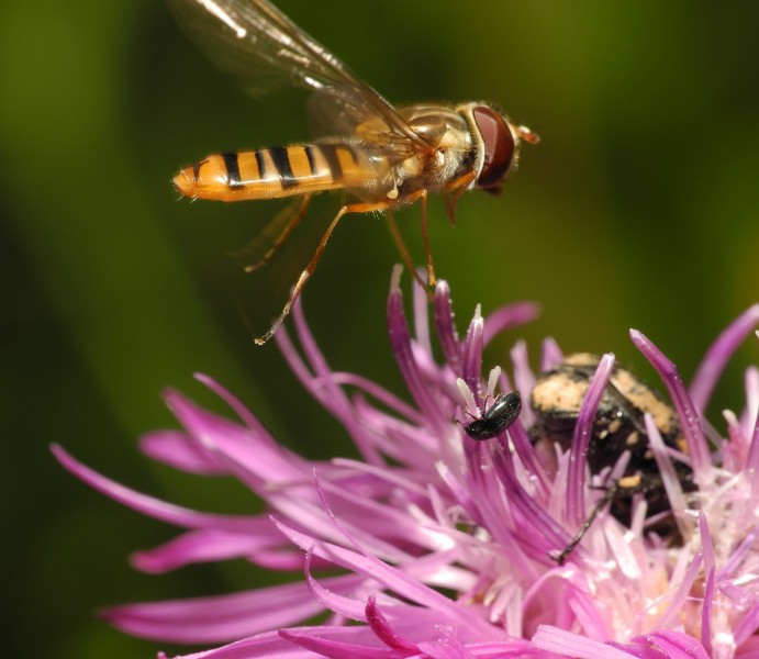 2013-07-09 17-37-57-syrphidae