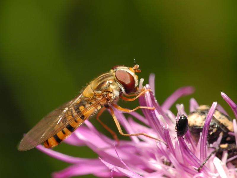 2013-07-09 17-38-19-syrphidae