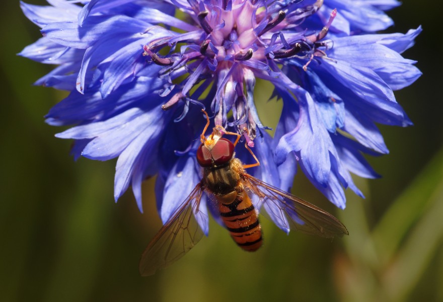 2013-07-27 20-37-03-syrphidae