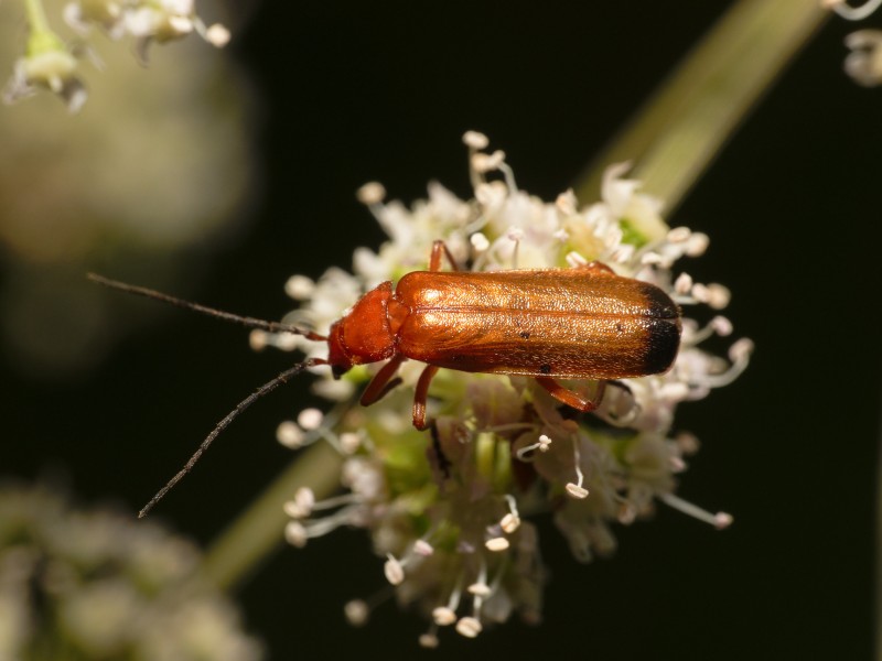 2013-08-15 15-43-27-Cantharidae