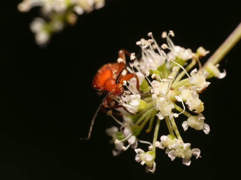 2013-08-15 15-45-17-Cantharidae
