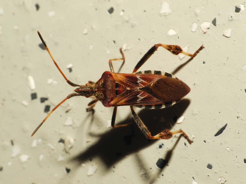 2013-09-06 19-57-05-hemiptera