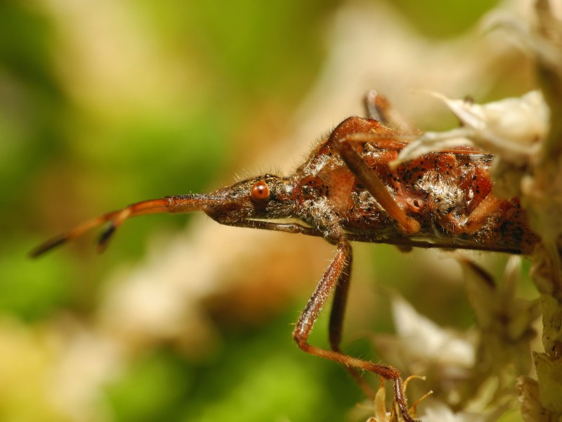 2013-09-06 20-00-52-hemiptera