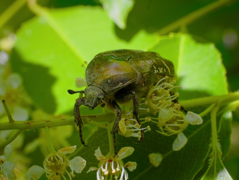2013.06.04.-02-Kaefertaler Wald-Mannheim-Goldglaenzender Rosenkaefer