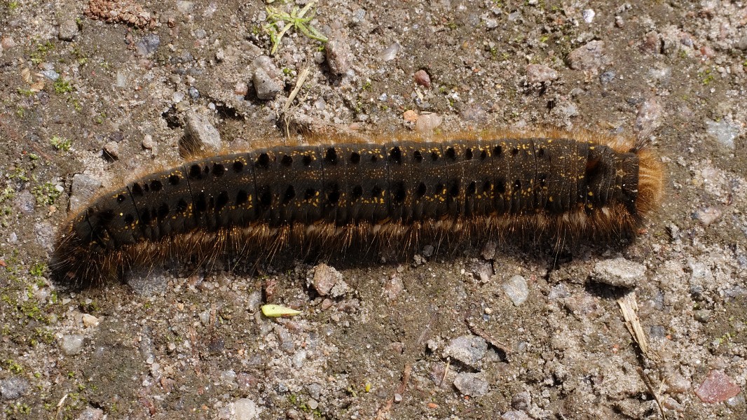 2013.07.01-19-Wustrow-Neu Drosedow-Grasglucke-Raupe