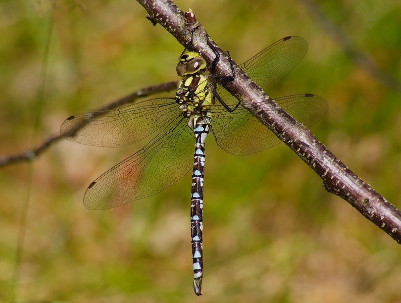 2013.07.01-21-Wustrow-Neu Drosedow-Blaugruene Mosaikjungfer-Maennchen