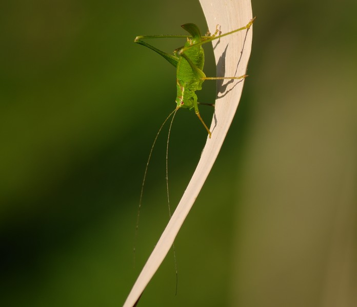 2013.07.25.4-Kirschgartshaeuser Schlaege Mannheim-Gemeine Sichelschrecke-Weibchen-Nymphe