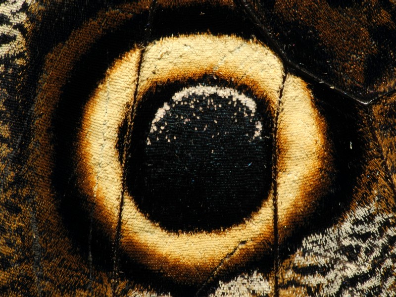 2013-04-30 14-38-21-ocelle-caligo-3f