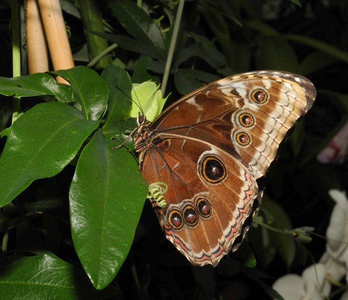 2013-04-30 15-41-36-morpho