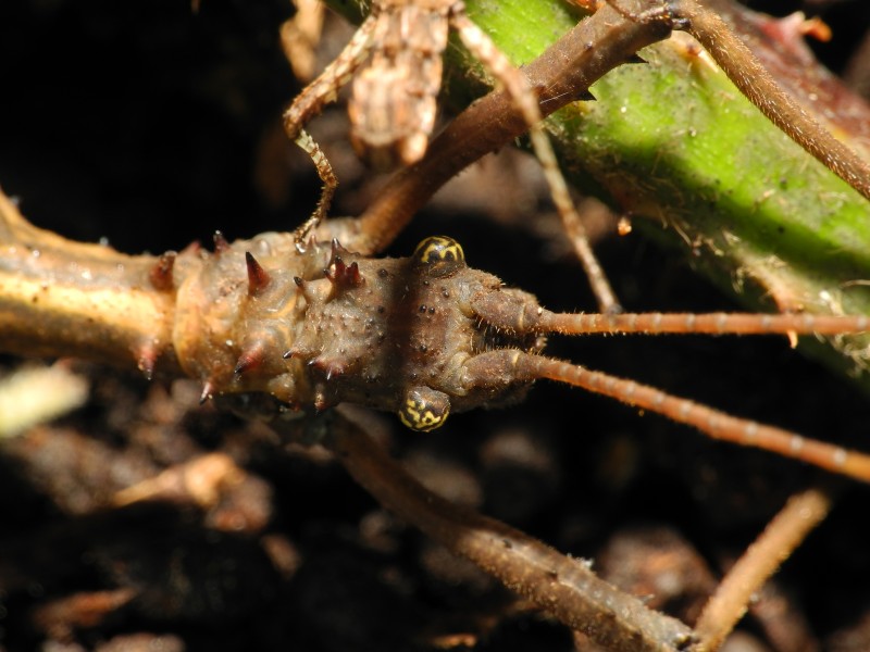 2013-05-09 14-32-07-Aretaon-asperrimus