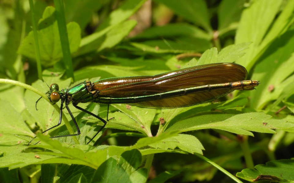 2013-05-14 15-25-16-calopteryx