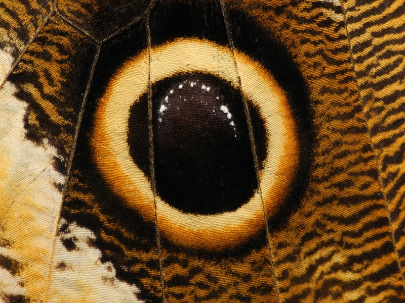 2013-06-23 16-02-49-lepidoptera