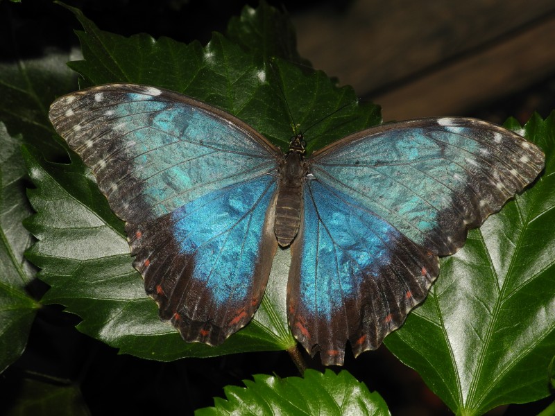 2013-06-23 16-38-02-morpho