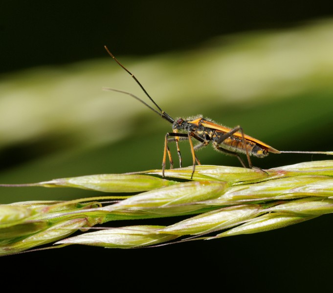2014-06-23 12-58-53 hemiptera