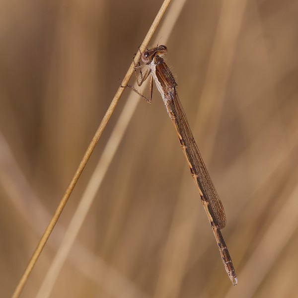 2014.03.09.-05-Kaefertaler Wald-Mannheim-Gemeine Winterlibelle-Maennchen