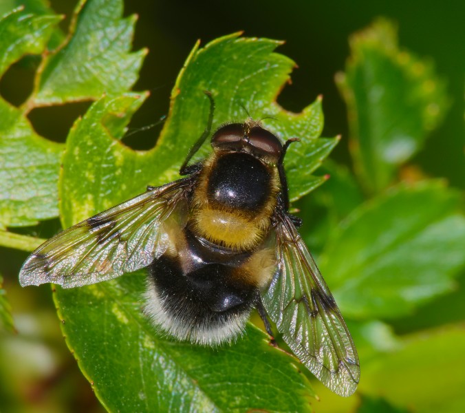 2014.05.20.-2-Kirschgartshaeuser Schlaege Mannheim--Hummel-Waldschwebfliege