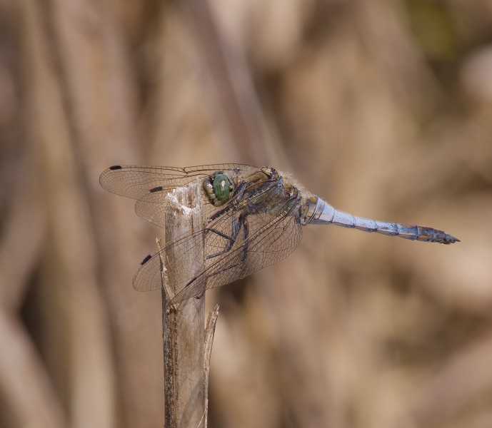 2014.07.11.-05-Eilenburg Hainichen--Grosser Blaupfeil-Maennchen