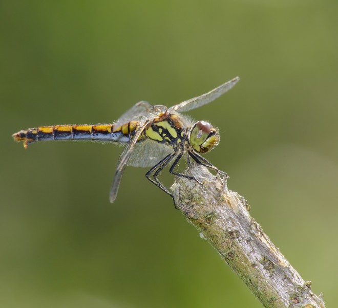 2014.07.17.-17-Zadlitzgraben Pressel--Schwarze Heidelibelle-Weibchen