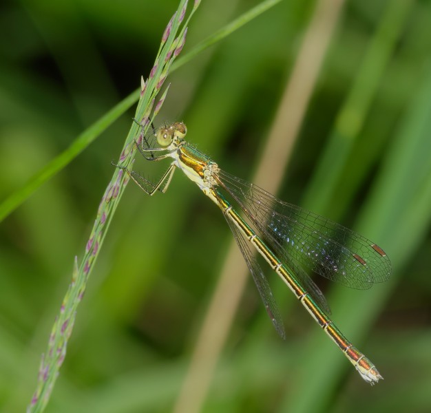 2014.07.17.-26-Zadlitzgraben Pressel--Kleine Binsenjungfer-Weibchen